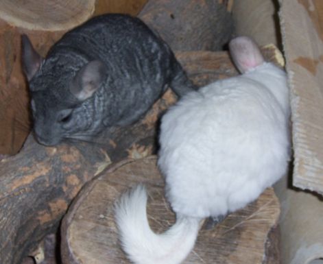 000_0878.jpg 000_0878.jpg