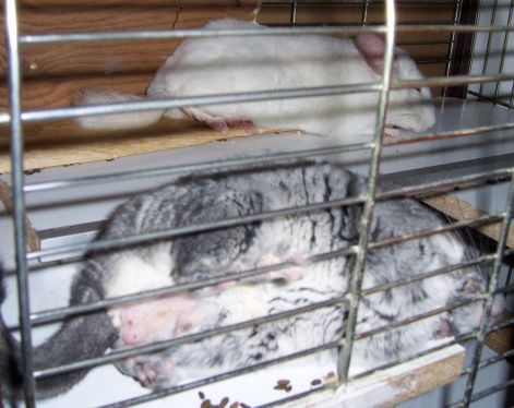 000_0917.jpg 000_0917.jpg