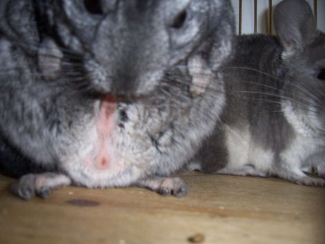 000_7547.jpg 000_7547.jpg