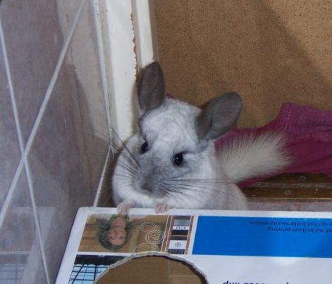 big_0007658428.jpg big_0007658428.jpg