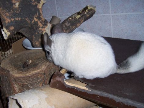 big_0007658434.jpg big_0007658434.jpg