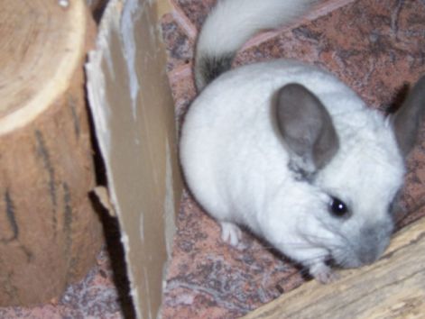 big_0007658438.jpg big_0007658438.jpg